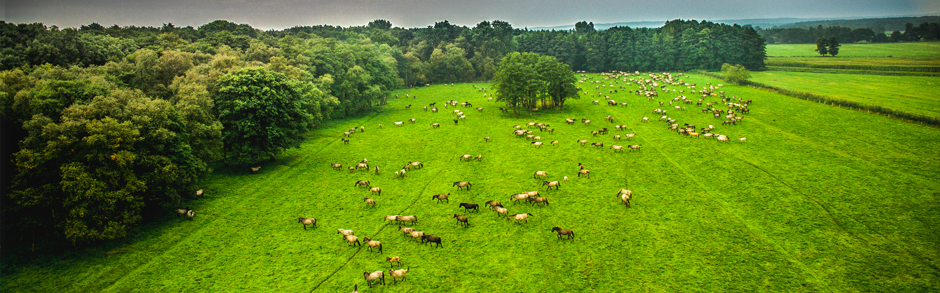 Dülmener Wildpferde im Merfelder Bruch