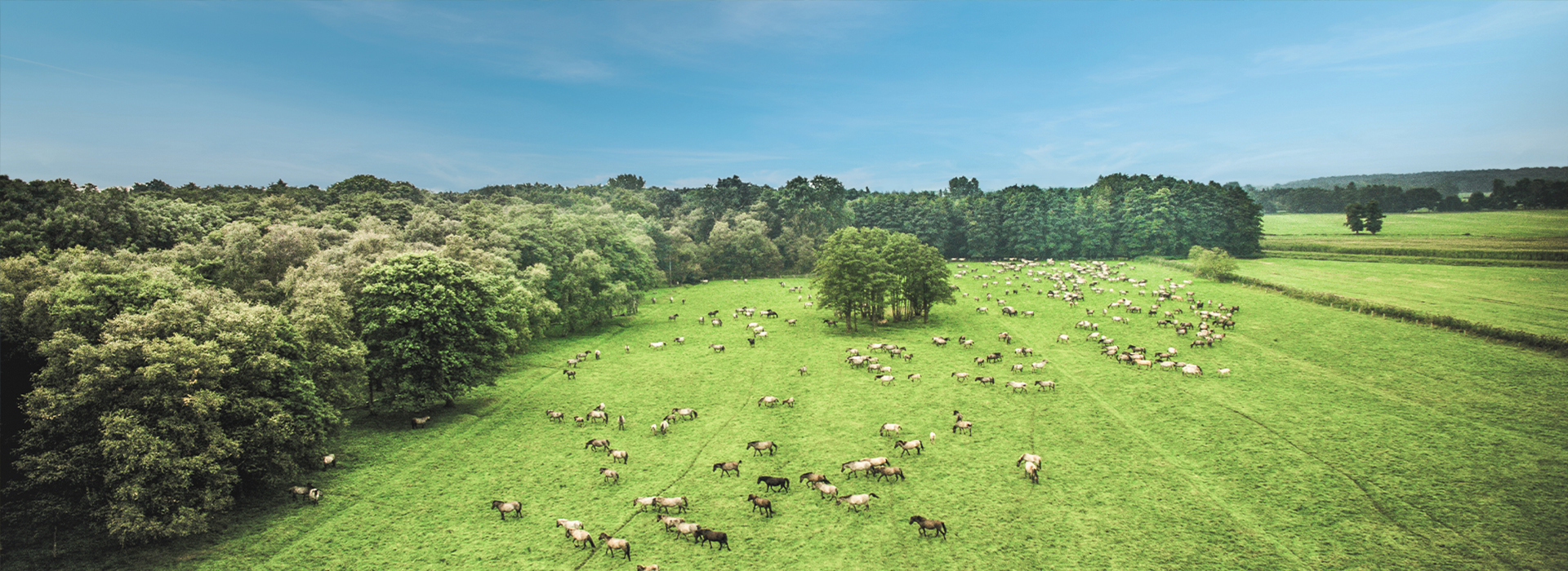 Wildpferde im Merfelder Bruch